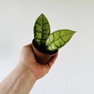 May include: A small green and white snake plant in a brown pot. The plant has two leaves with a mottled pattern.