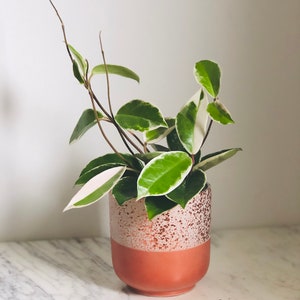 Hoya Carnosa - Tricolor - Krimson Queen - Variegated Plant