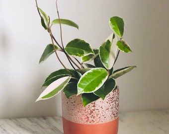 Hoya Carnosa - Tricolor - Krimson Queen - Variegated Plant