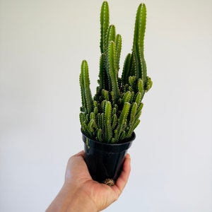 Fairy Castle Cactus  - Easy Houseplants - Best Beginner Plants - 4” Pot