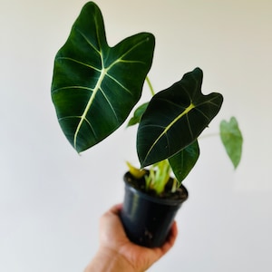 May include: A potted Alocasia plant with large, dark green leaves and prominent light green veins. The plant is held in a black plastic pot against a plain white background. The leaves have a distinctive shape.
