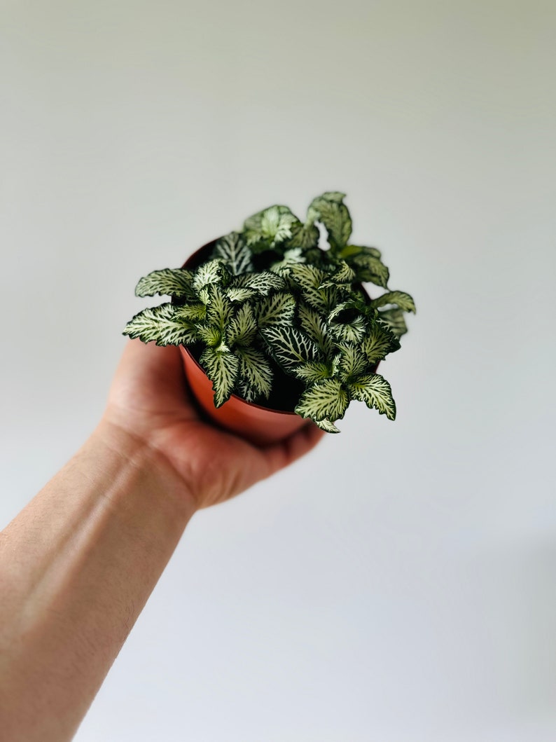BrumleyandBloom Fittonia Nerve Plant - Thumbnail 2