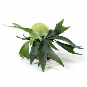 May include: A staghorn fern plant in a brown pot. The plant features large, green, antler-shaped fronds and a lighter green, shield-like base. The leaves have a velvety texture. The plant is set against a white background.
