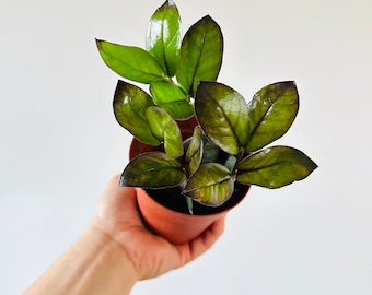 ZZ Oscura Plant - Black Zamioculcas Zamiifolia - Easy Care, Low Light - 4" Pot