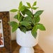 see more listings in the Pots + Planters section