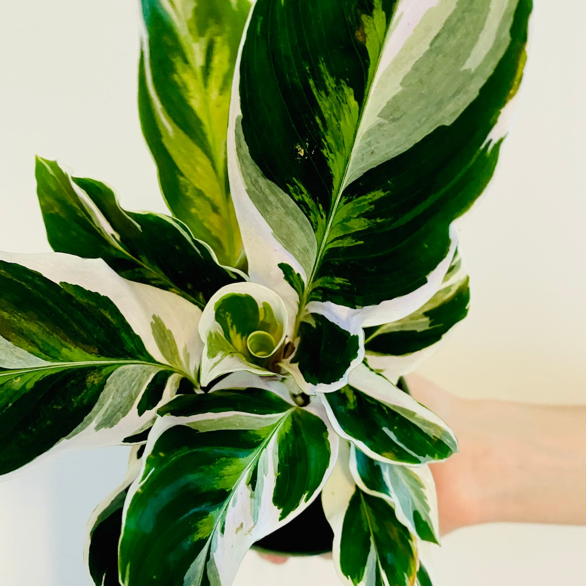 White Fusion Calathea – Rare Peacock Plant Hybrid