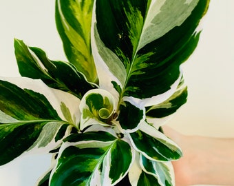 White Fusion Calathea - Peacock Plant - Hybrid Calathea - Rare - 4" Calathea White Fusion