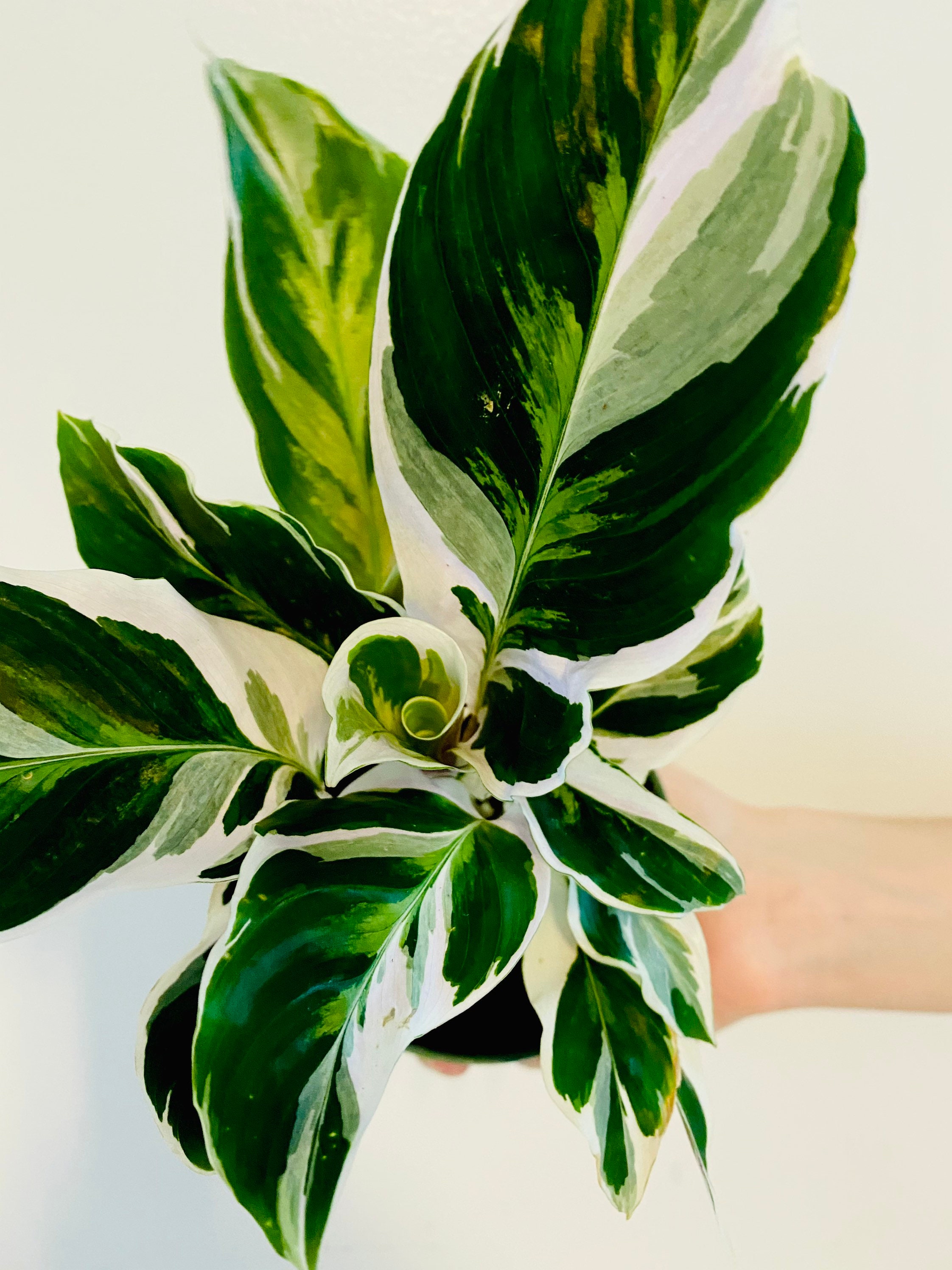 White Fusion Calathea - Peacock Plant - Hybrid Calathea - Rare - 4" Calathea White Fusion