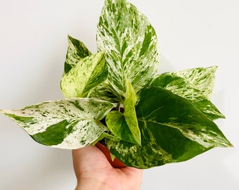 Marble Queen Pothos - Epipremnum Aureum - Devil’s Ivy - 3” Houseplant