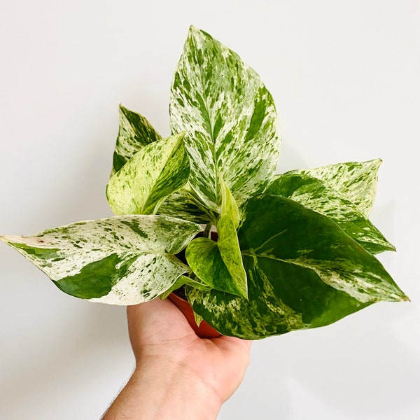 Marble Queen Pothos - Epipremnum Aureum - Devil’s Ivy - 3” Houseplant