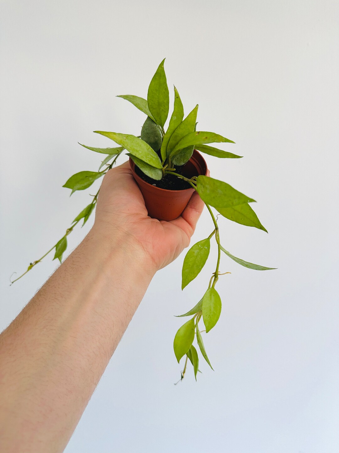 Hoya Lacunosa Mint Coin Starter Hoya Full & Trailing Etsy