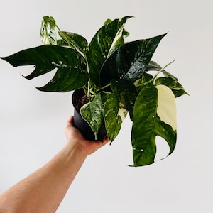 Epipremnum Pinnatum Albo - Full & Beginning to Fenestrate - Live Houseplant in 6” Pot