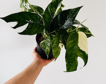 Epipremnum Pinnatum Albo - Full & Beginning to Fenestrate - Live Houseplant in 6” Pot