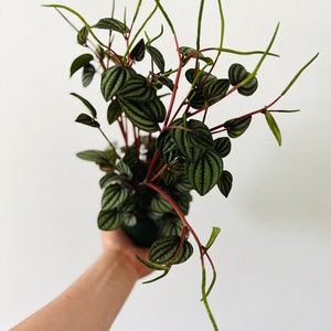 May include: A Peperomia plant with dark green, textured leaves and red stems. The plant has long, slender green stems extending upwards. The plant is in a dark green pot, set against a white background. A houseplant.
