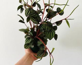Peperomia Piccolo Banda - Live Plant - Pet Friendly Plants - Tropical Plant in 4” Pot