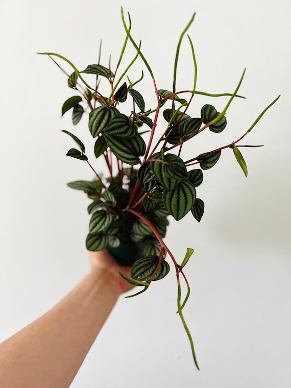 Peperomia Piccolo Banda - Live Plant - Pet Friendly Plants - Tropical Plant in 4” Pot