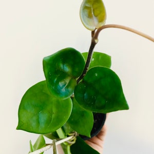 May include: Close-up of a Hoya plant with vibrant green, heart-shaped leaves. The plant is in a small black pot, with a light-colored background. The leaves have a glossy texture, and the plant appears healthy and well-cared for.