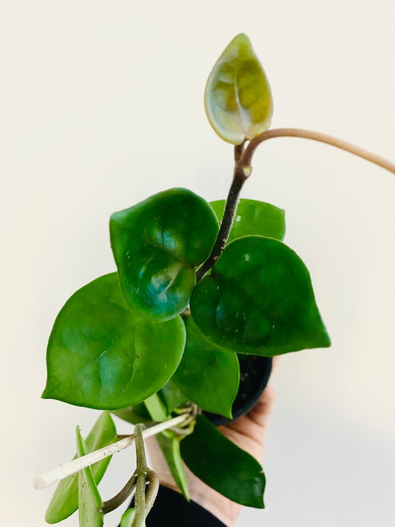 May include: Close-up of a Hoya plant with vibrant green, heart-shaped leaves. The plant is in a small black pot, with a light-colored background. The leaves have a glossy texture, and the plant appears healthy and well-cared for.