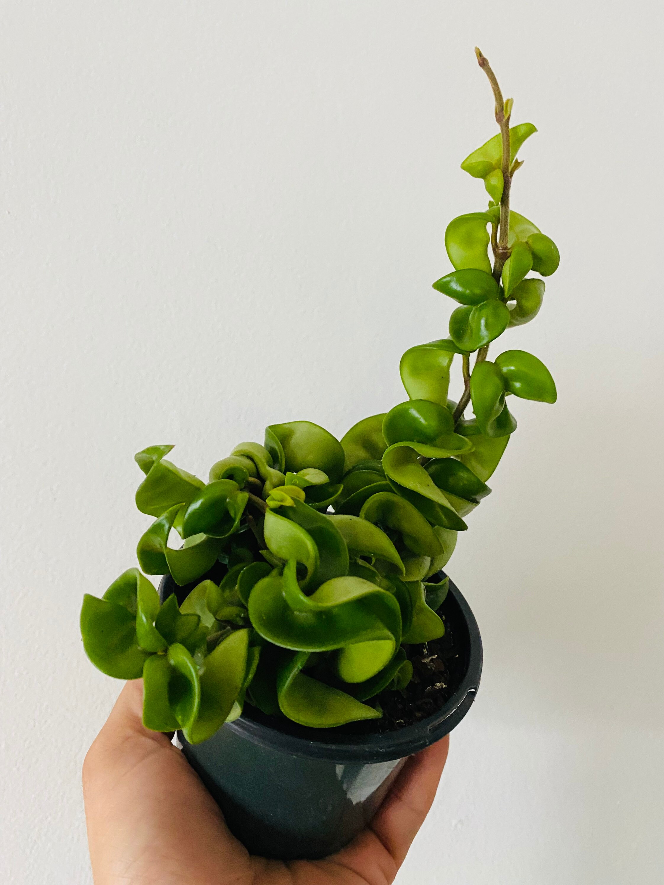 Hoya Hindu Rope Hoya Carnosa Compacta Green Hindu Rope Etsy Australia