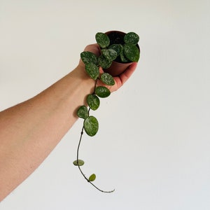 May include: A small potted plant with green leaves with white speckles. The plant is hanging down from a hand holding the pot.