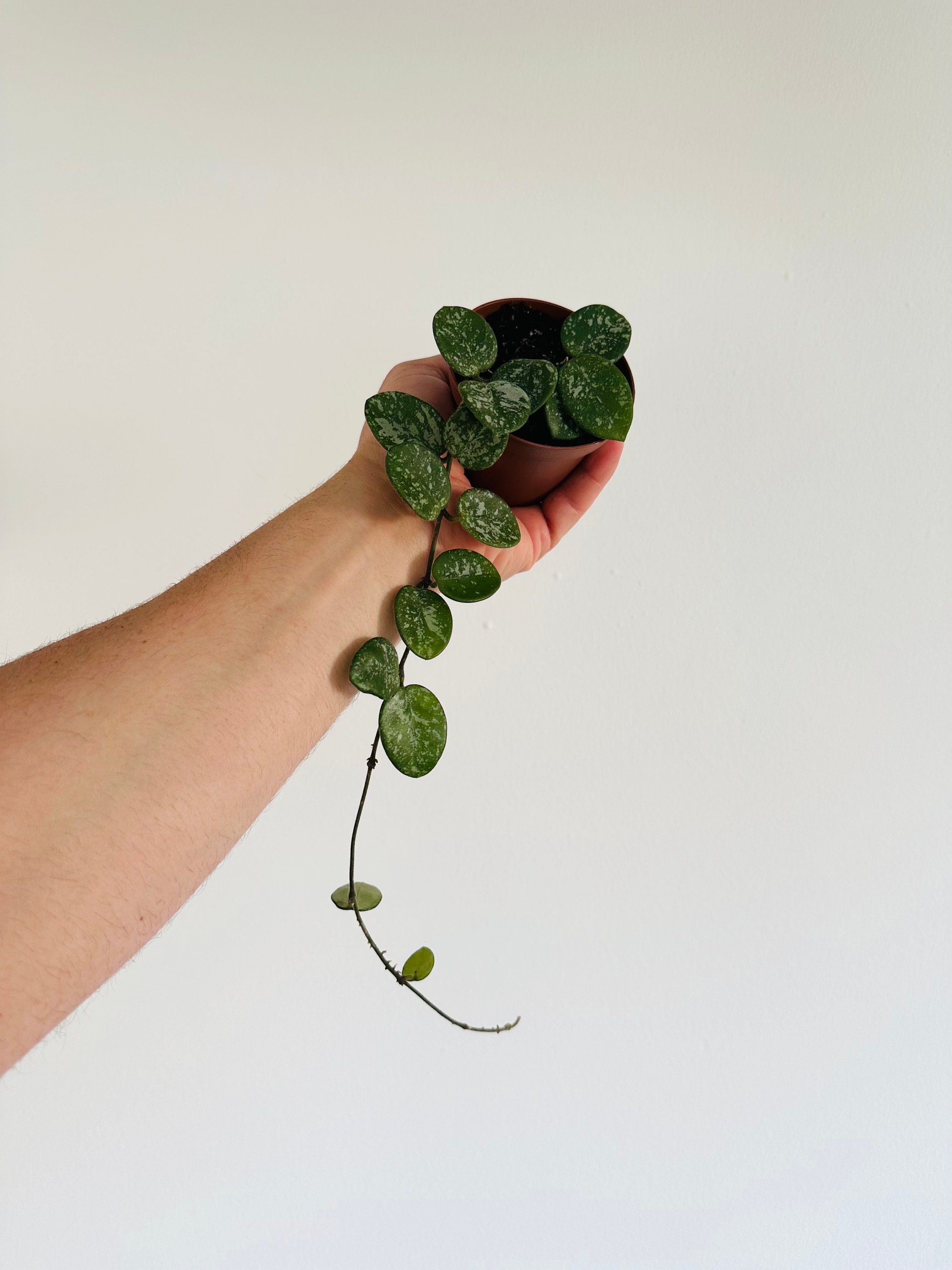 Hoya Mathilde Splash - Super Splashy Hoya -  Currently Trailing - Live Houseplant in 3” Pot