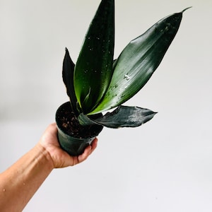 Black Jack Snake Plant - Etsy