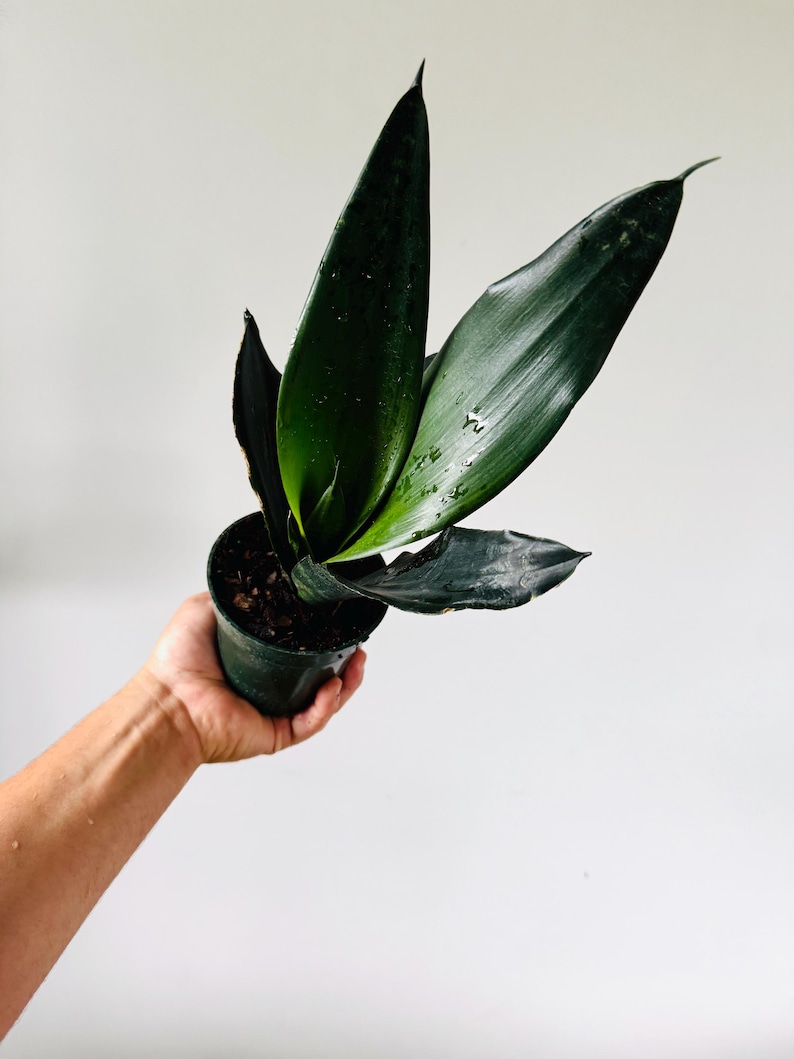 May include: A dark green snake plant in a small, dark green pot. The plant has long, pointed leaves with a glossy texture. The leaves are a deep green color, with some showing water droplets. The plant is held in a hand against a white background.