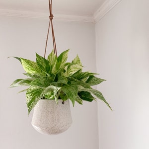 Frankie Planter - Minimalist - Leather Rope - Ceramic Hanging Planter - Multiple Sizes