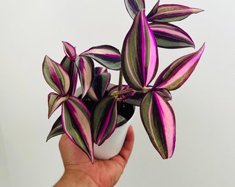 Quadricolor Wandering Dude - Tradescantia Zebrina - Rare - Live Houseplant in 4” Pot