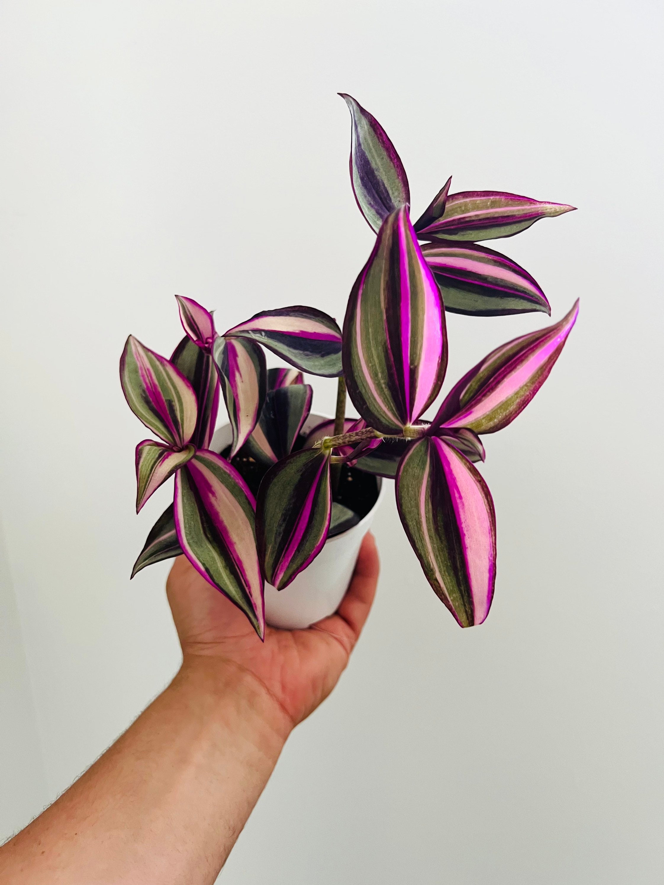 Quadricolor Wandering Dude - Tradescantia Zebrina - Rare - Live