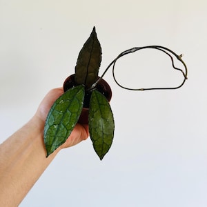 Hoya Cleminsiorum Dark Leaf - Collector Hoya - Splashy Hoya - Live Plant in 3” Pot