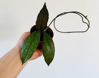 Hoya Cleminsiorum Dark Leaf - Collector Hoya - Splashy Hoya - Live Plant in 3” Pot