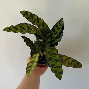 Rattlesnake Calathea Lancifolia Multiple Sizes image 4