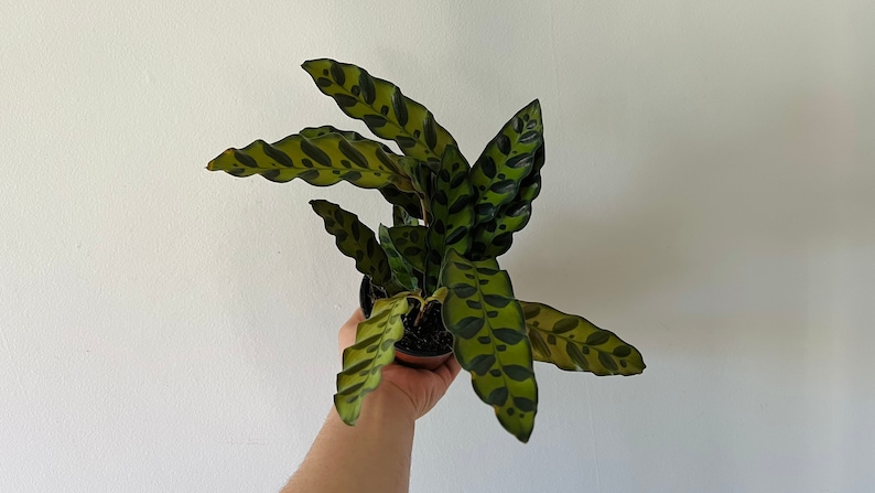 Rattlesnake Calathea Lancifolia Multiple Sizes image 4