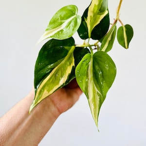 May include: A variegated houseplant with green and white leaves. The plant is being held by a hand.