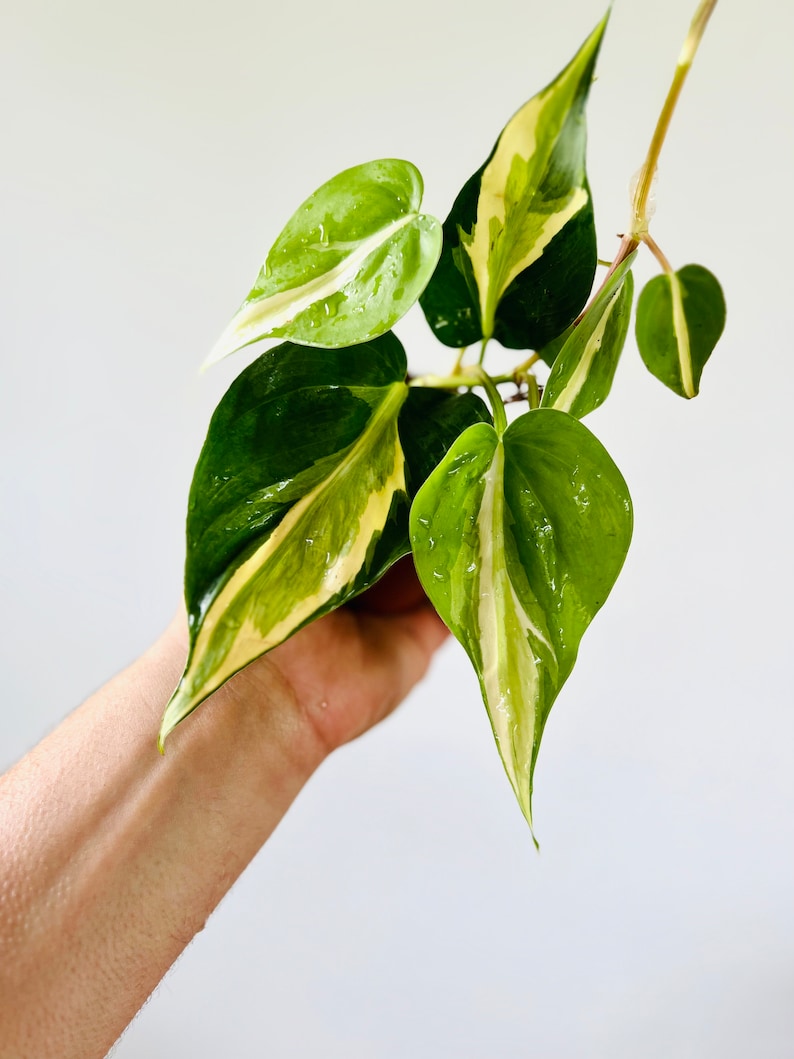 May include: A variegated houseplant with green and white leaves. The plant is being held by a hand.
