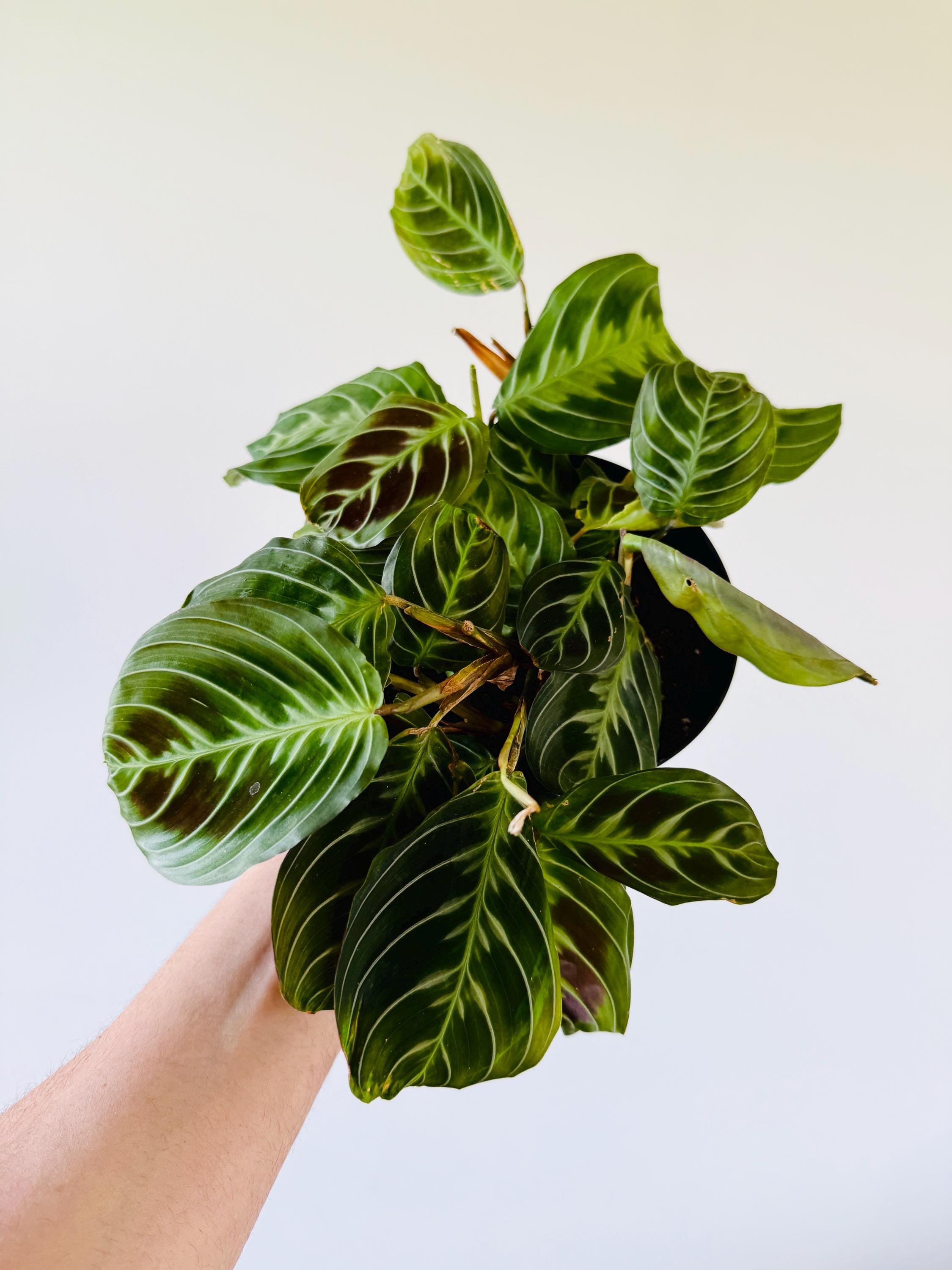 Black Prayer Plant - Rare Black Plants - Maranta Leuconeura 'massangeana -  Tropical Plant in 5 Pot - Etsy