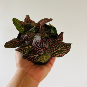 May include: A small potted plant with dark green leaves with pink veins. The plant is being held in a hand.