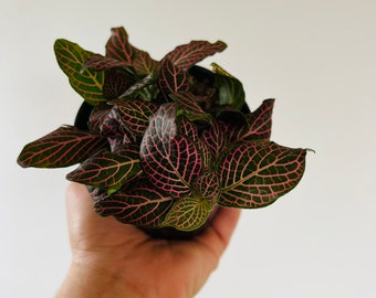 Fittonia Blood Red - Nerve Plant - Easy Plants - Beginner Plant - Live Houseplant in 4” Pot