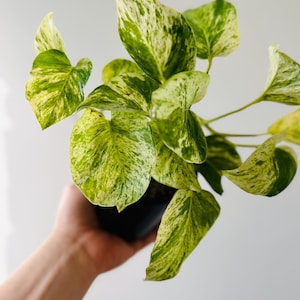 May include: Close-up of a potted houseplant with large, heart-shaped leaves. The leaves are a vibrant green color, speckled with creamy white and yellow variegation. The plant is held in a black pot, set against a plain white background.