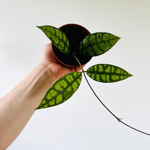 Hoya Callistophylla ‘Black Cat’ - Buntok Forest Collector Hoya -  Black Cat Hoya - Crocodile Hoya - Live Plant in Multiple Sizes