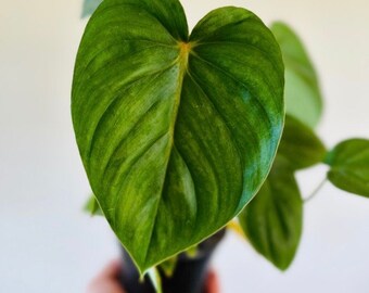 Philodendron Peltatum sp. Silver - Full - Rare Aroid - Live Plant in 4” Pot