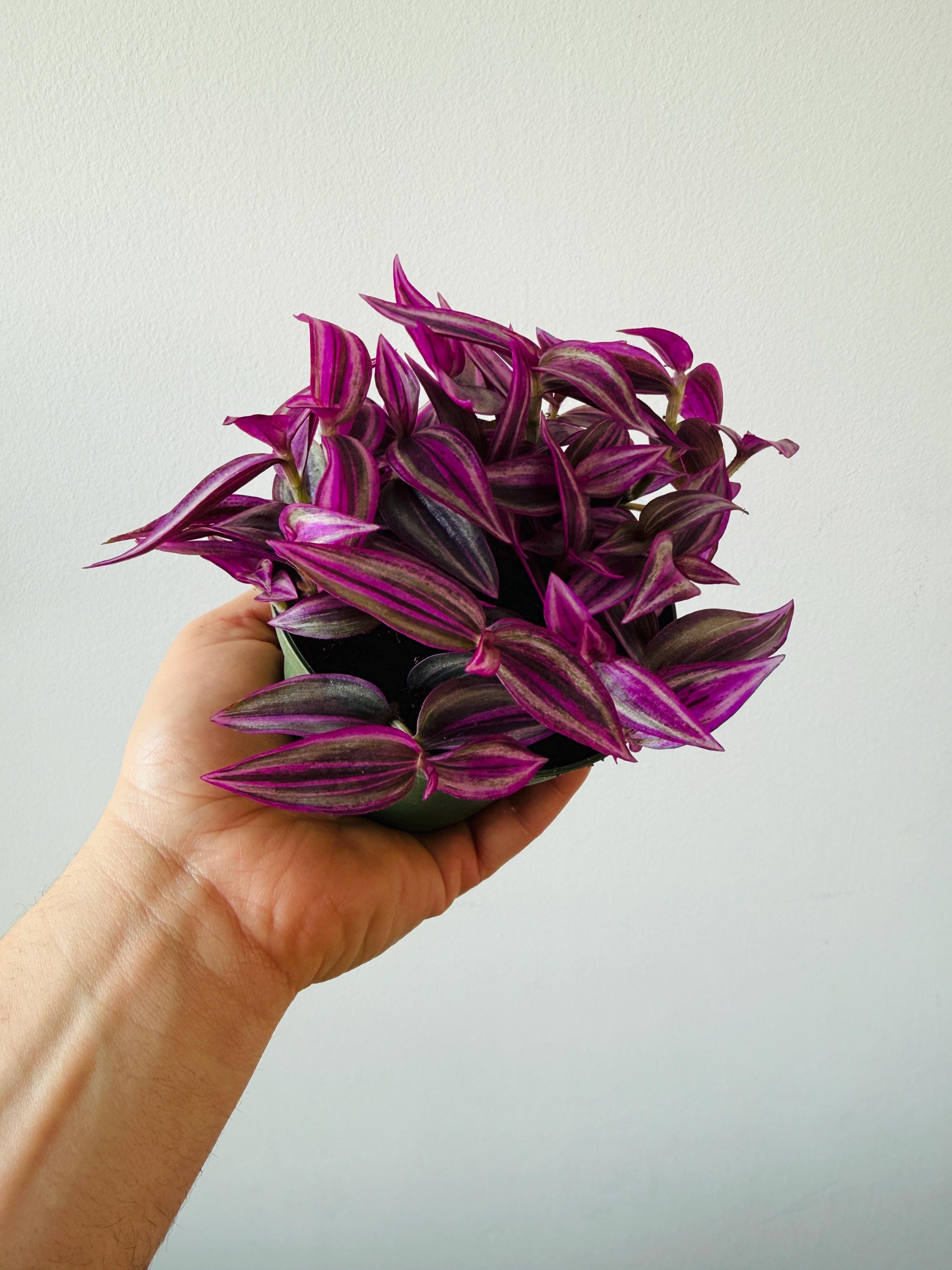 Pink Paradise Wandering Dude - Tradescantia Zebrina - Rare - Live