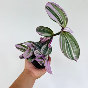 Bubblegum Wandering Dude - Tradescantia Blossfeldiana Variegata - Rare - Live Houseplant in 3” or 4” Pot
