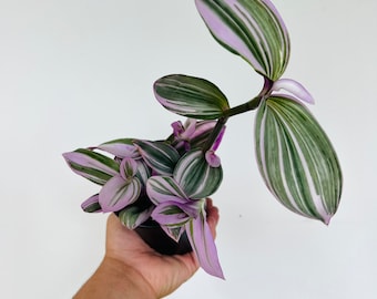 Bubblegum Wandering Dude - Tradescantia Blossfeldiana Variegata - Rare - Live Houseplant in 3” or 4” Pot