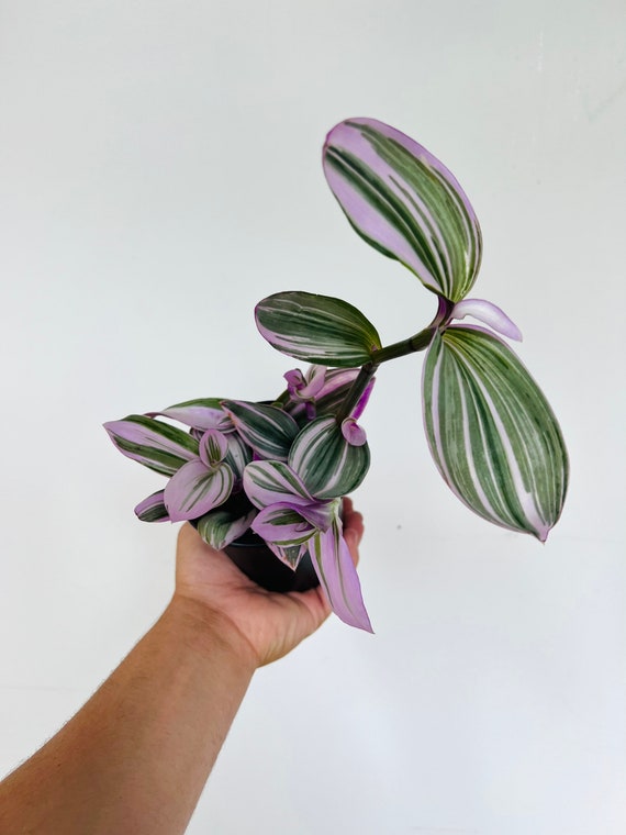 Bubblegum Wandering Dude - Tradescantia Blossfeldiana Variegata