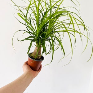 Ponytail Palm - Stump Palm - Very Full - 4” or 6” Tropical Houseplant