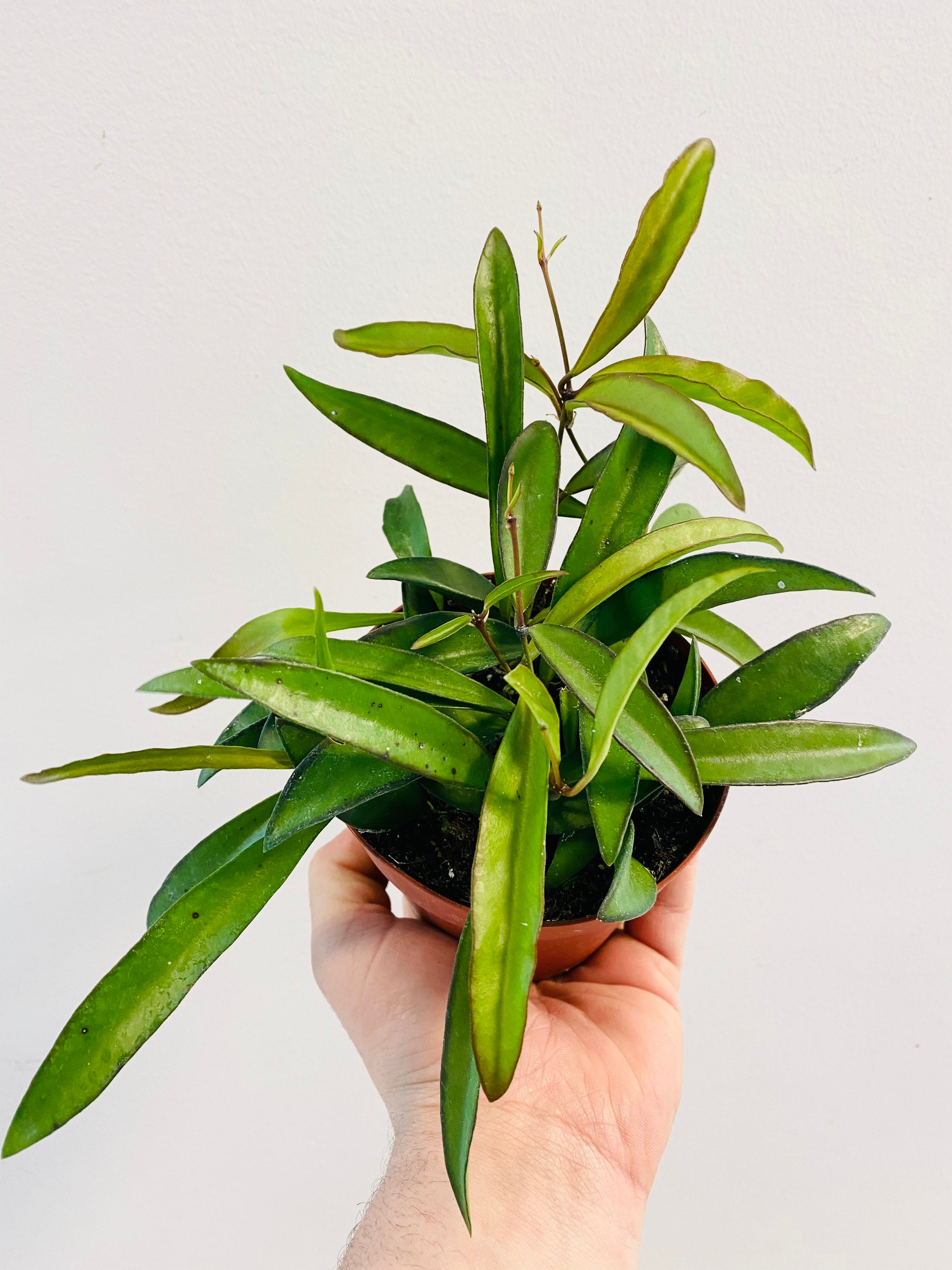 Hoya Wayetii String Bean Hoya Tropical Wax Plant Etsy