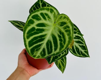 Anthurium Silver Blush - Rare Anthurium - Rare Aroids - Live Houseplant in 5” Pots