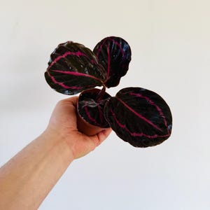 May include: A potted Calathea plant with dark green leaves and vibrant pink veining. The plant is held in a small brown pot, showcasing its unique color pattern. The leaves have a glossy texture, and the plant is set against a plain white background.